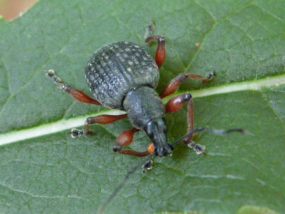 Identificazione coleotteri da Asiago